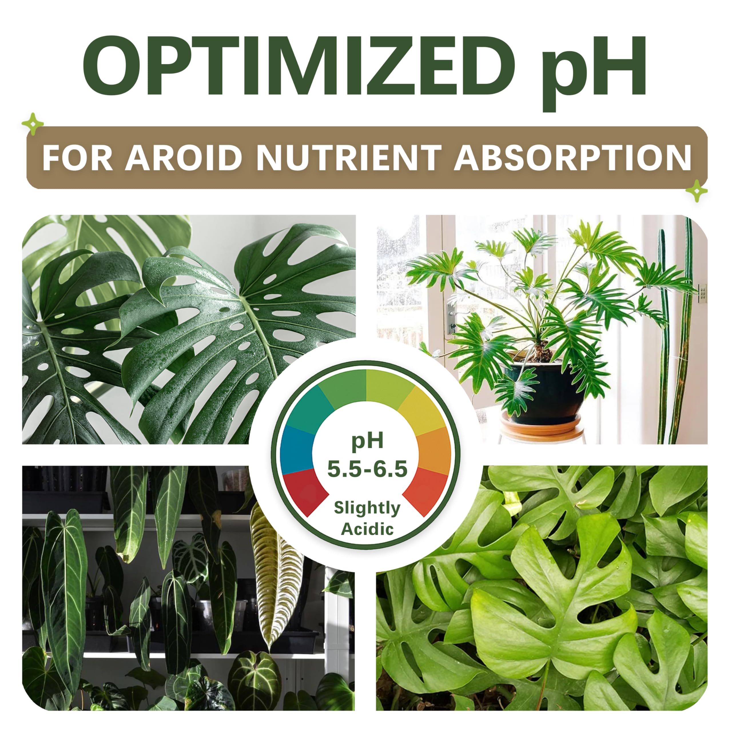 Top Tier Genetics sustrato en maceta con Monstera favorece crecimiento