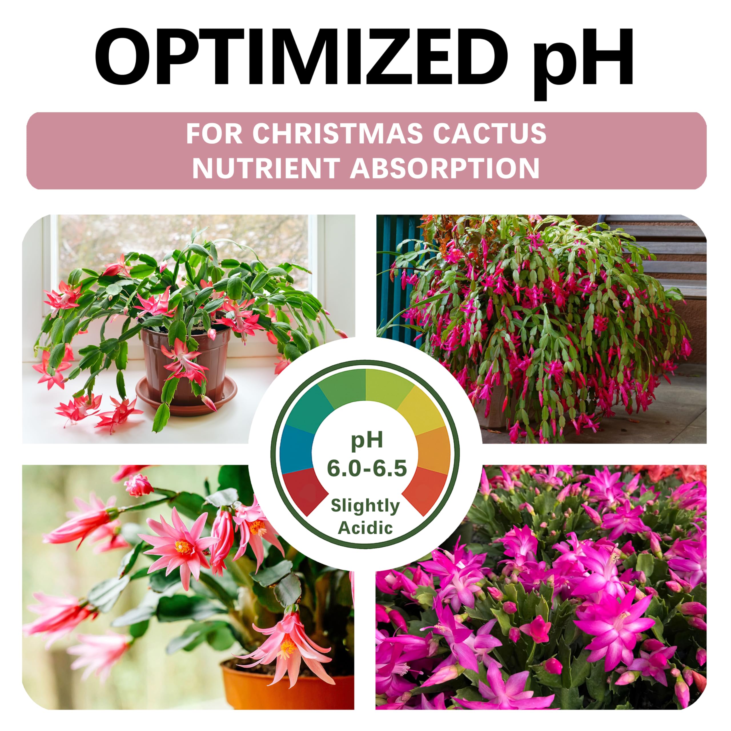 Top Tier Genetics sustrato en maceta con Schlumbergera en uso, favorece raíces sanas y floración