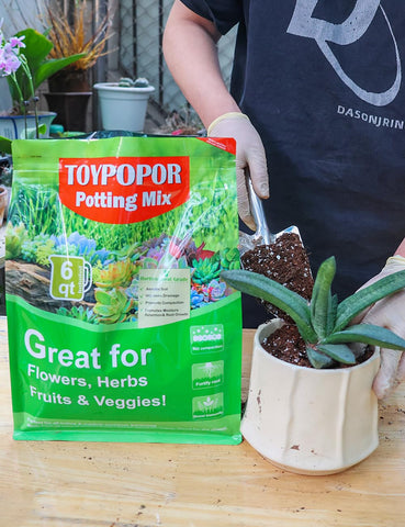 TOYPOPOR planta en interior usando mezcla para crecimiento vigoroso