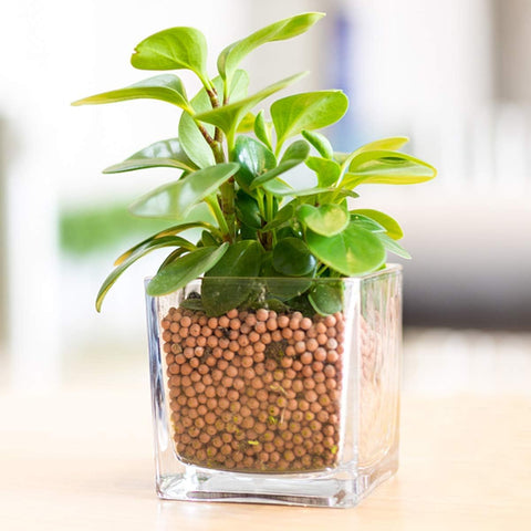TOYPOPOR capa superior decorativa en maceta que embellece plantas