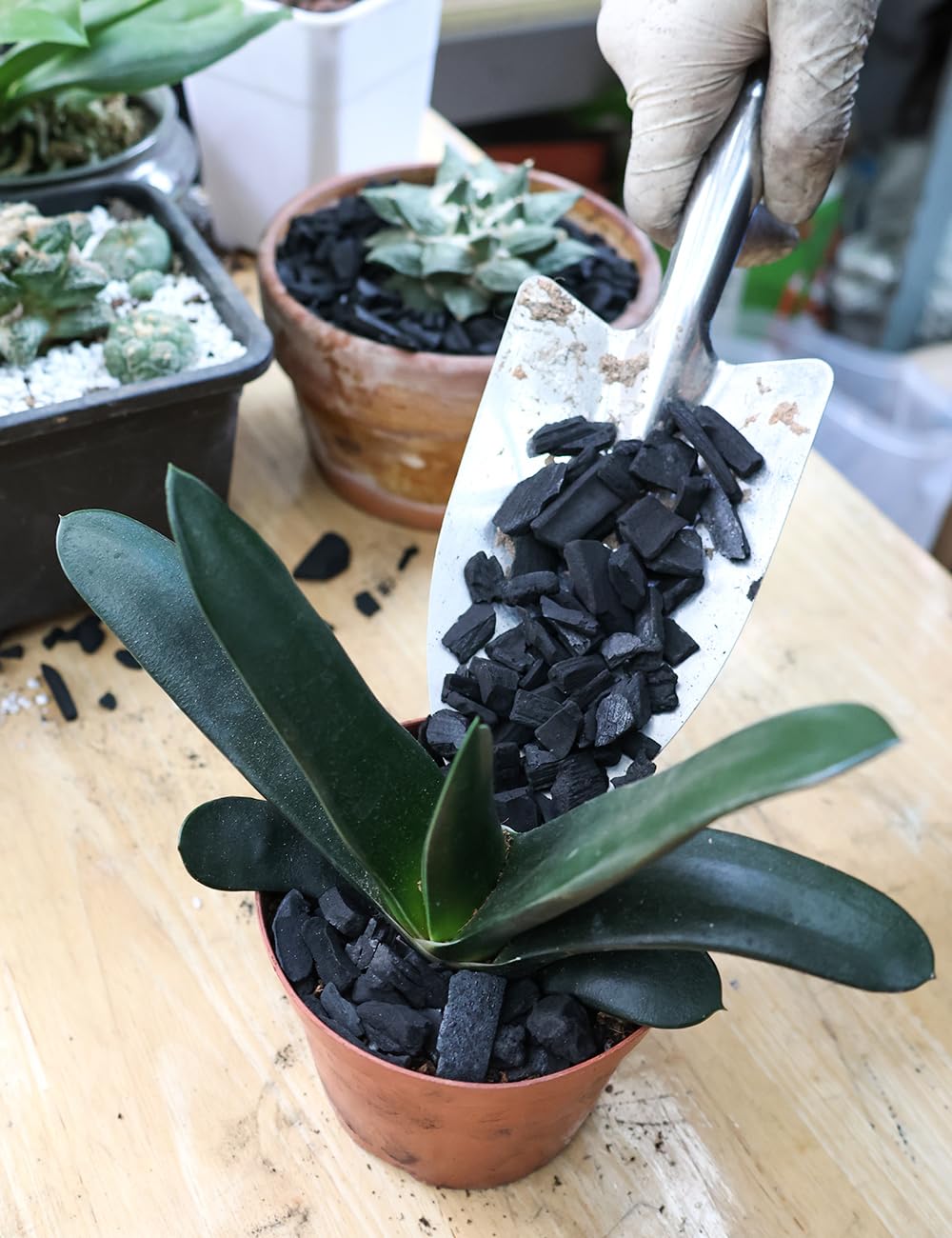 TOYPOPOR mezcla con corteza para orquídeas que optimiza raíces