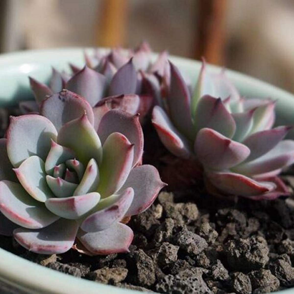 TOYPOPOR lava negra en terrario que aporta estética y drenaje duradero