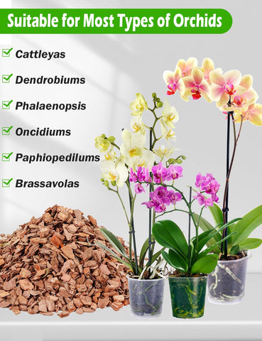 TOYPOPOR raíces de orquídea creciendo en la mezcla con soporte activo