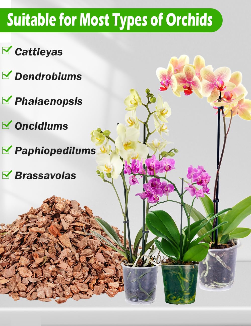 TOYPOPOR raíces de orquídea en mezcla aireada, favorece crecimiento fuerte