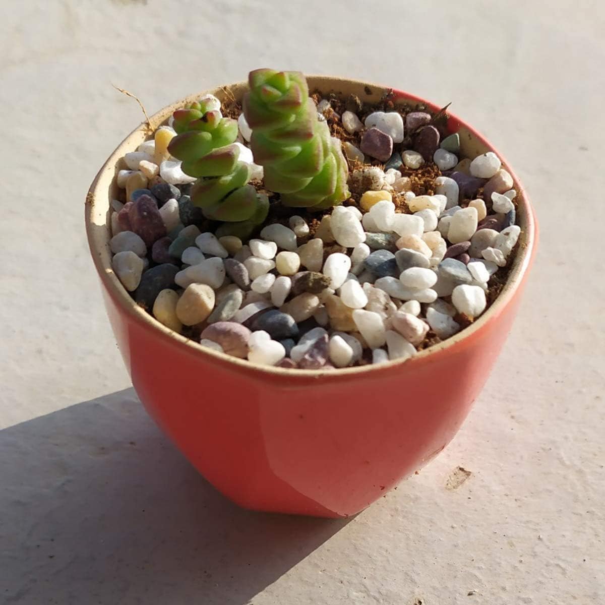 TOYPOPOR gravilla en acuario tras enjuague, segura y decorativa