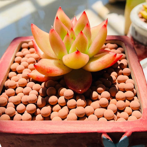 TOYPOPOR bolas en maceta de orquídea para drenaje y soporte estético