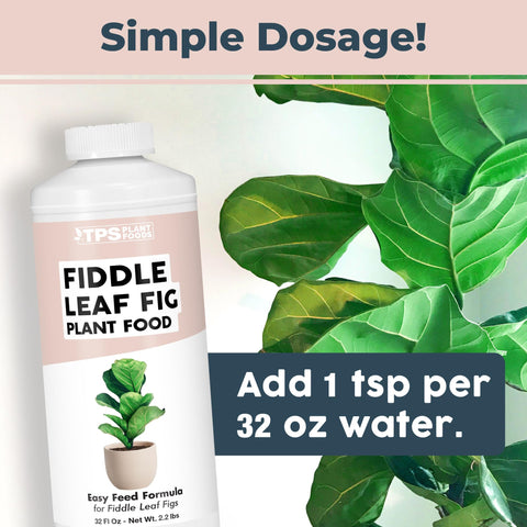 TPS NUTRIENTS aplicando fertilizante en maceta de ficus muestras cómo nutrir raíces fácilmente