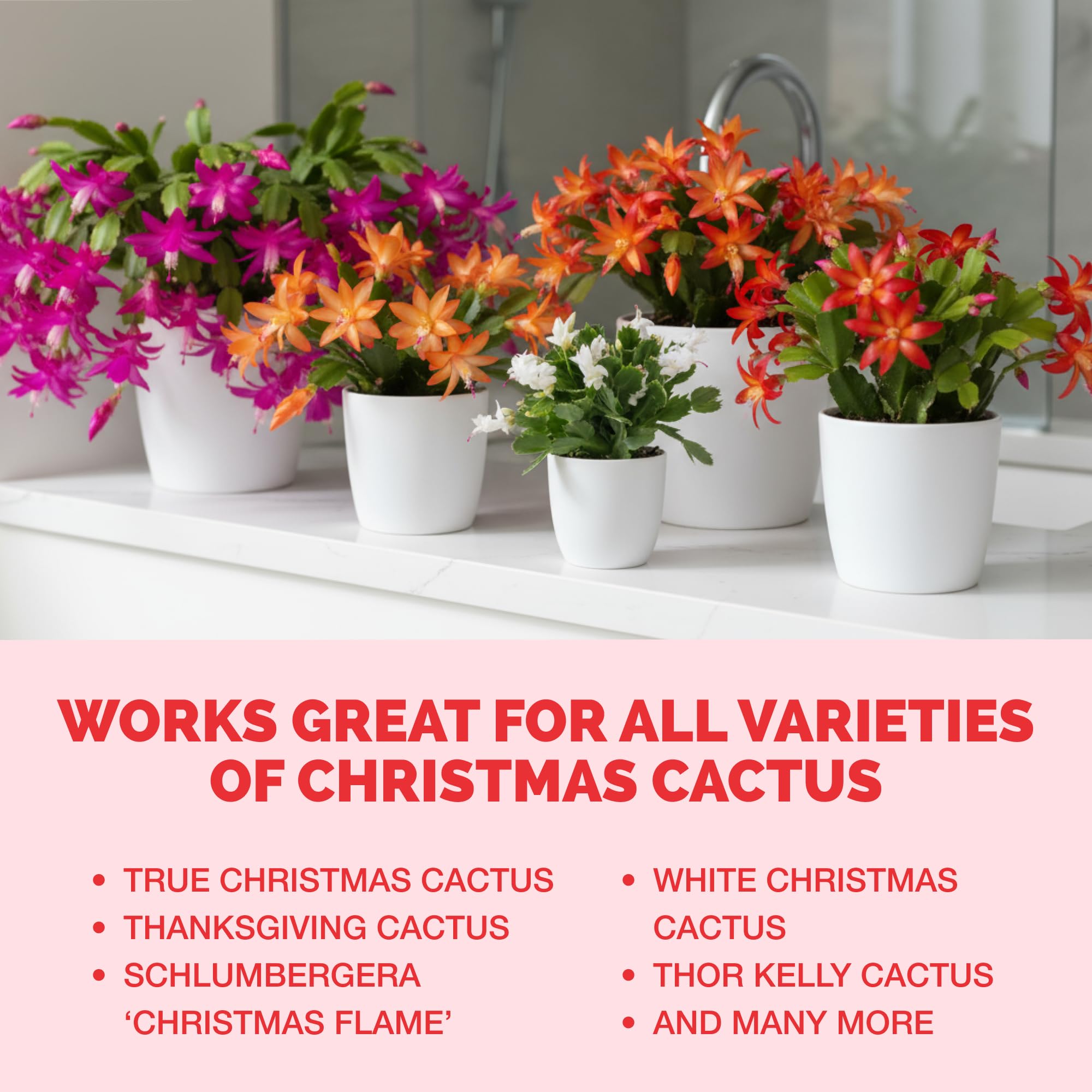 TPS NUTRIENTS cactus de Navidad en ventana con flores vibrantes