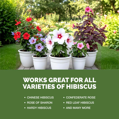 TPS NUTRIENTS hibiscus tras tratamiento, flores vibrantes y follaje sano