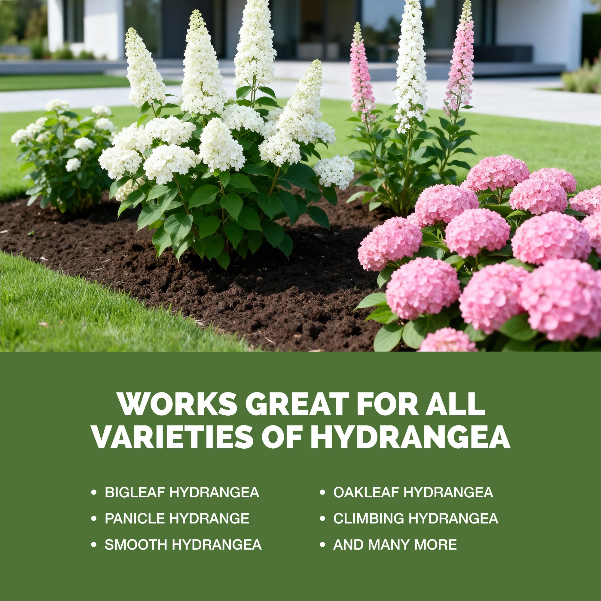 TPS NUTRIENTS hortensias florecidas en parterre con colores intensos