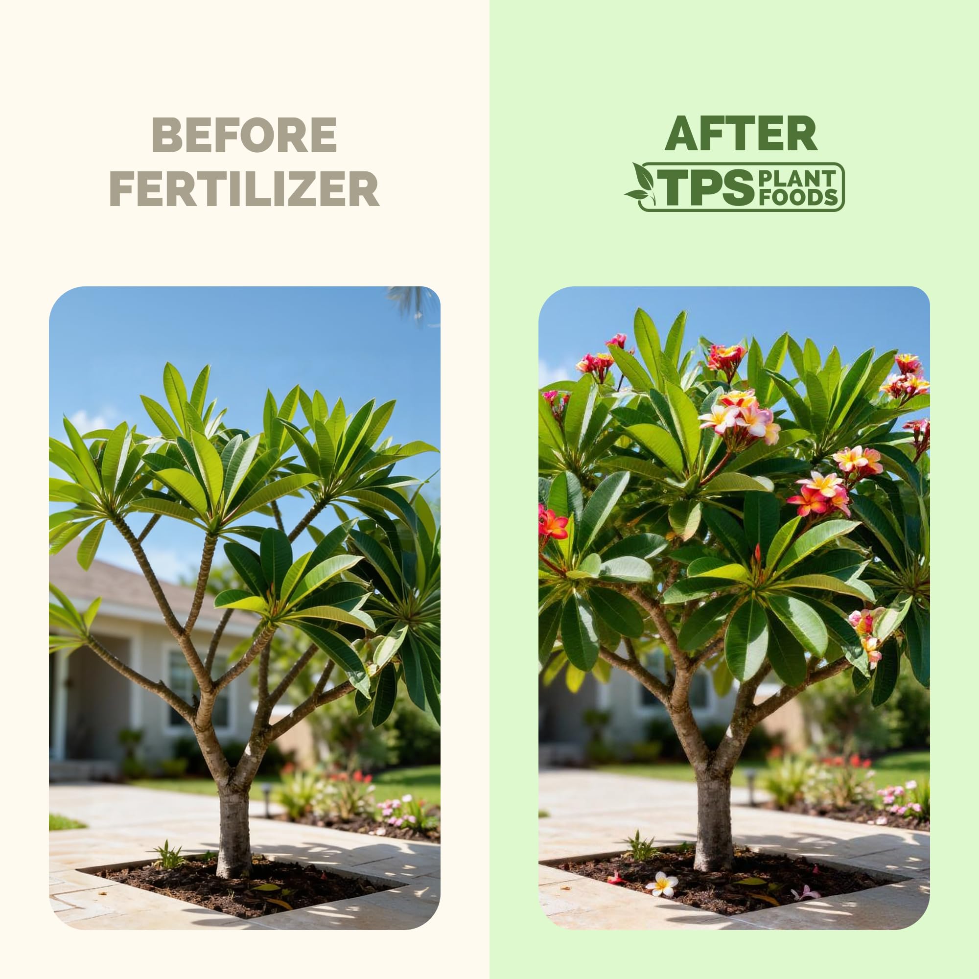 TPS NUTRIENTS aplicándose en una plumeria en maceta para crecimiento controlado