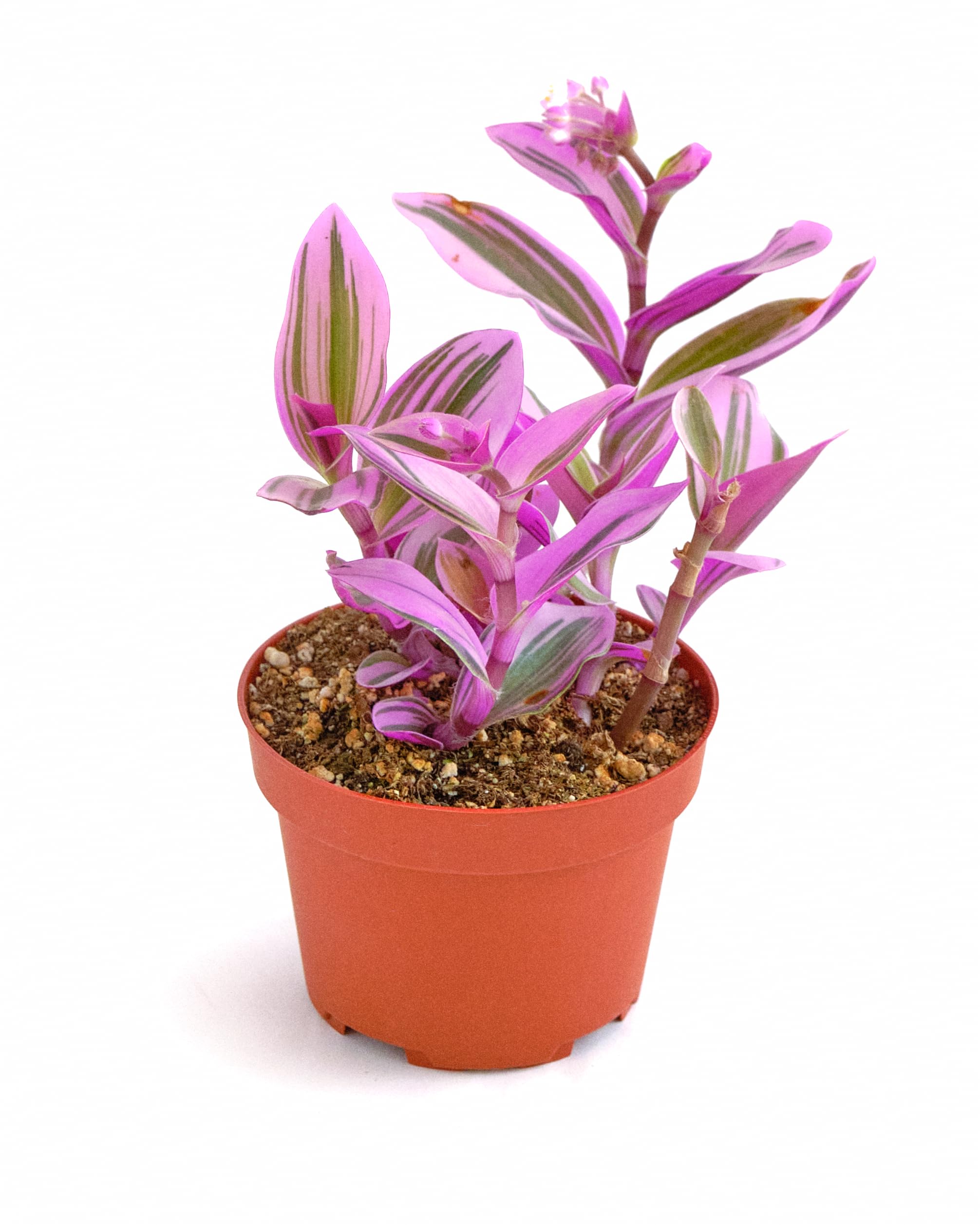Shop Succulents Tradescantia Nanouk frente en maceta 4" con follaje colorido