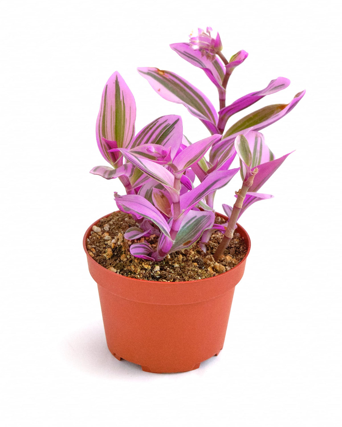 Shop Succulents Tradescantia Nanouk frente en maceta 4" con follaje colorido