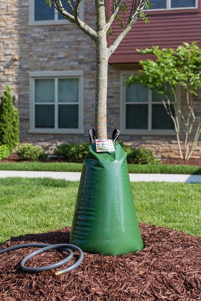 treegator bolsa colocada en un árbol joven para riego profundo eficiente