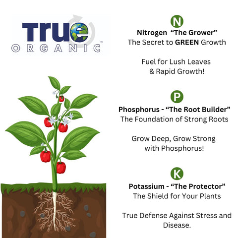 True Organic hojas verdes y vigorosas en árbol de cítrico, folíolo sano visible