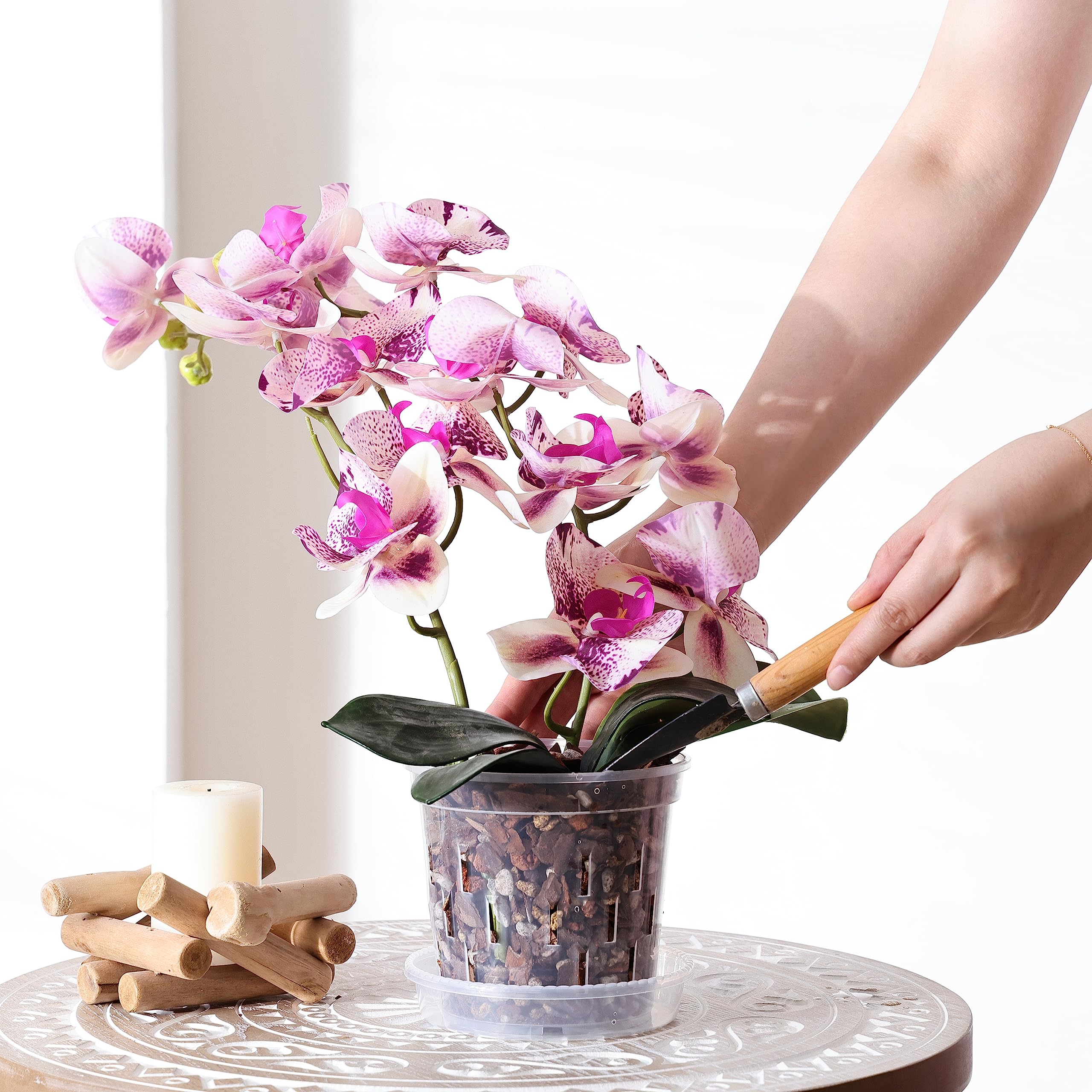 TRUEDAYS orquídea plantada para fácil observación de raíces
