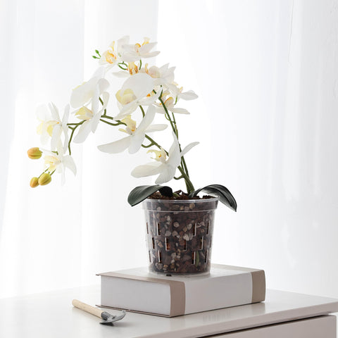 TRUEDAYS orquídea con raíces visibles para control de salud