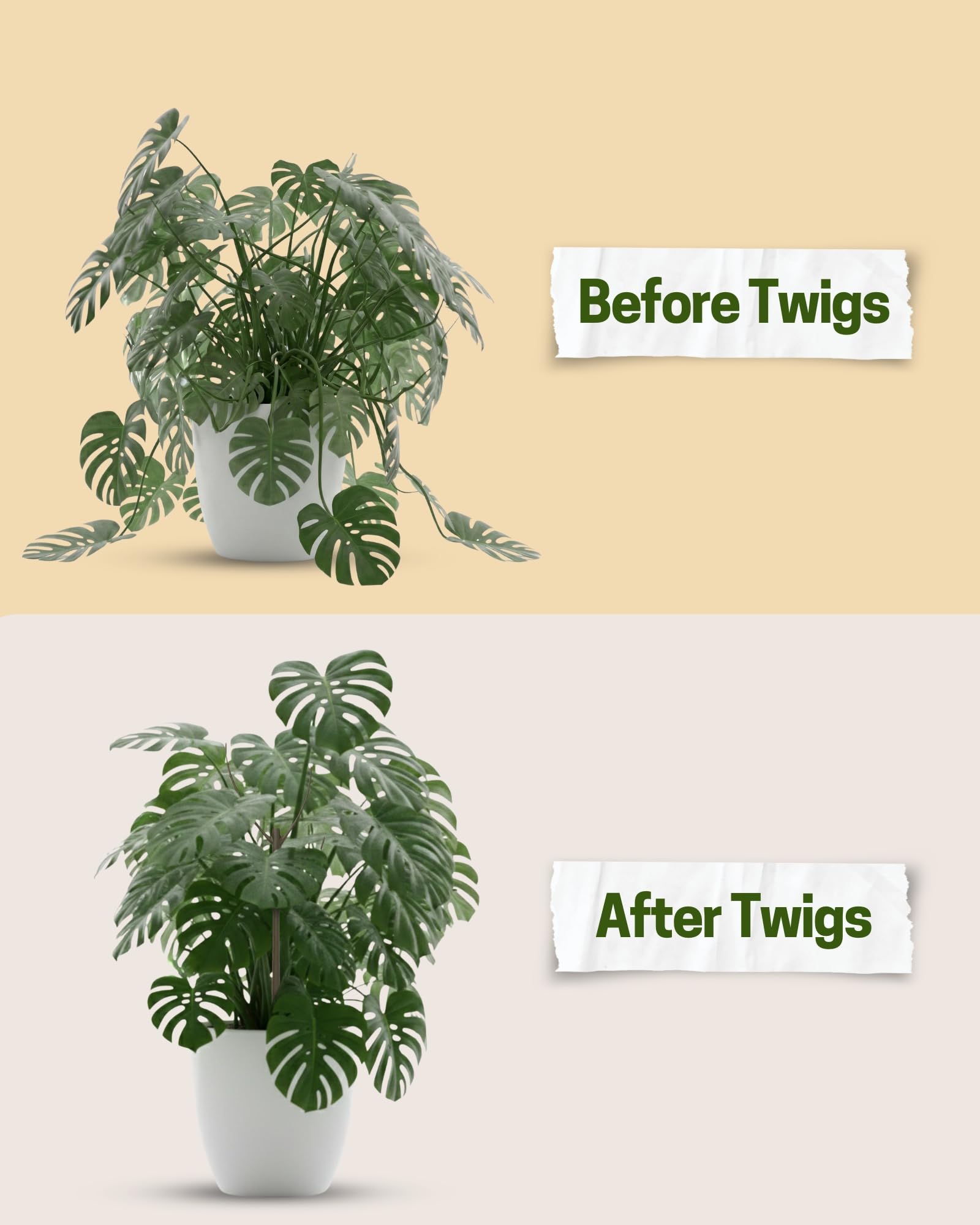 Twigs GA comparado con regla, dimensión de 17 pulgadas clara