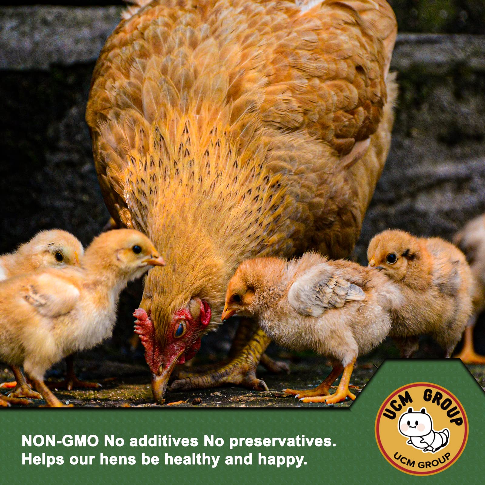 UCM GROUP tenebrios en comedero alimentando aves y mejorando nutrición