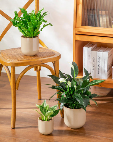 vancasso base inferior con orificio protege raíces y drena agua
