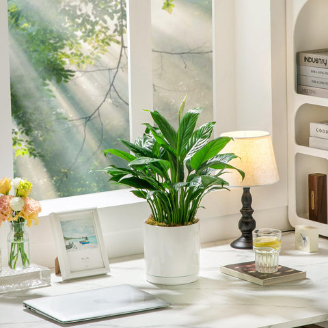 vancasso macetas en alféizar de ventana, luz y decoración funcional