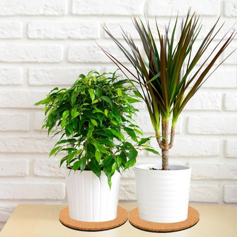 Mesa decorada con plantas sobre posavasos Venyat protegiendo el acabado