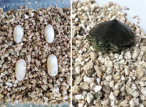 Voulosimi vermiculita en un entorno de jardinería exterior mejora sustrato