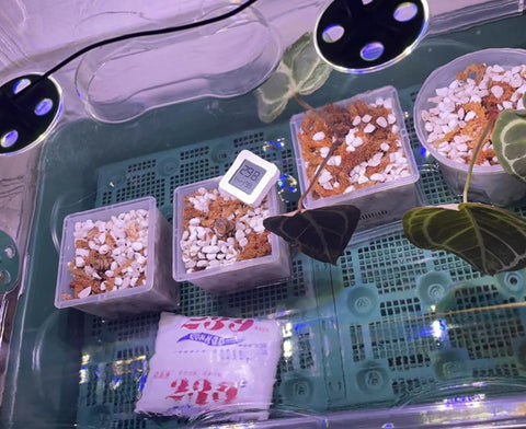 Voulosimi perlita como medio en sistema hidropónico estable