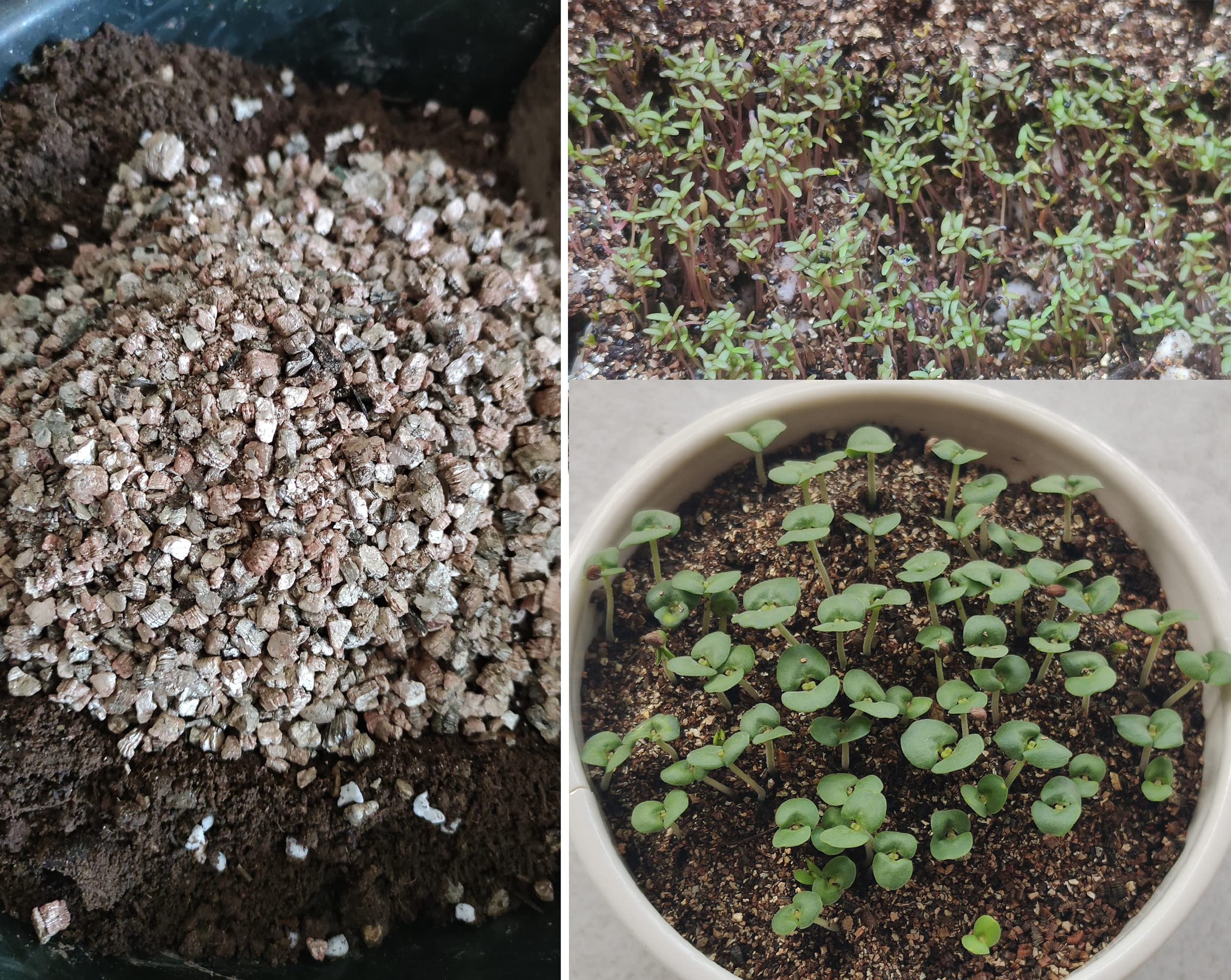 Voulosimi aplicación en jardín urbano mejorando suelo compactado