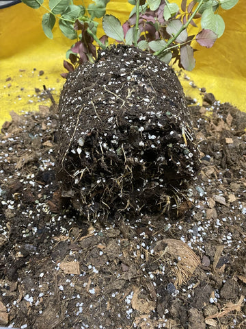 Voulosimi uso en semillero promoviendo raíces vigorosas