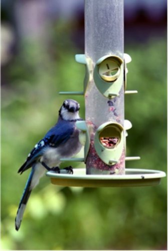 Wagner's comedero en jardín con aves, beneficia la biodiversidad local