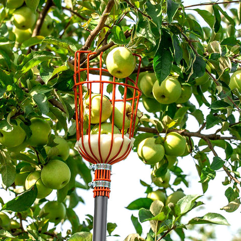 Walensee escena de jardín con el recogedor listo para cosechar varias frutas