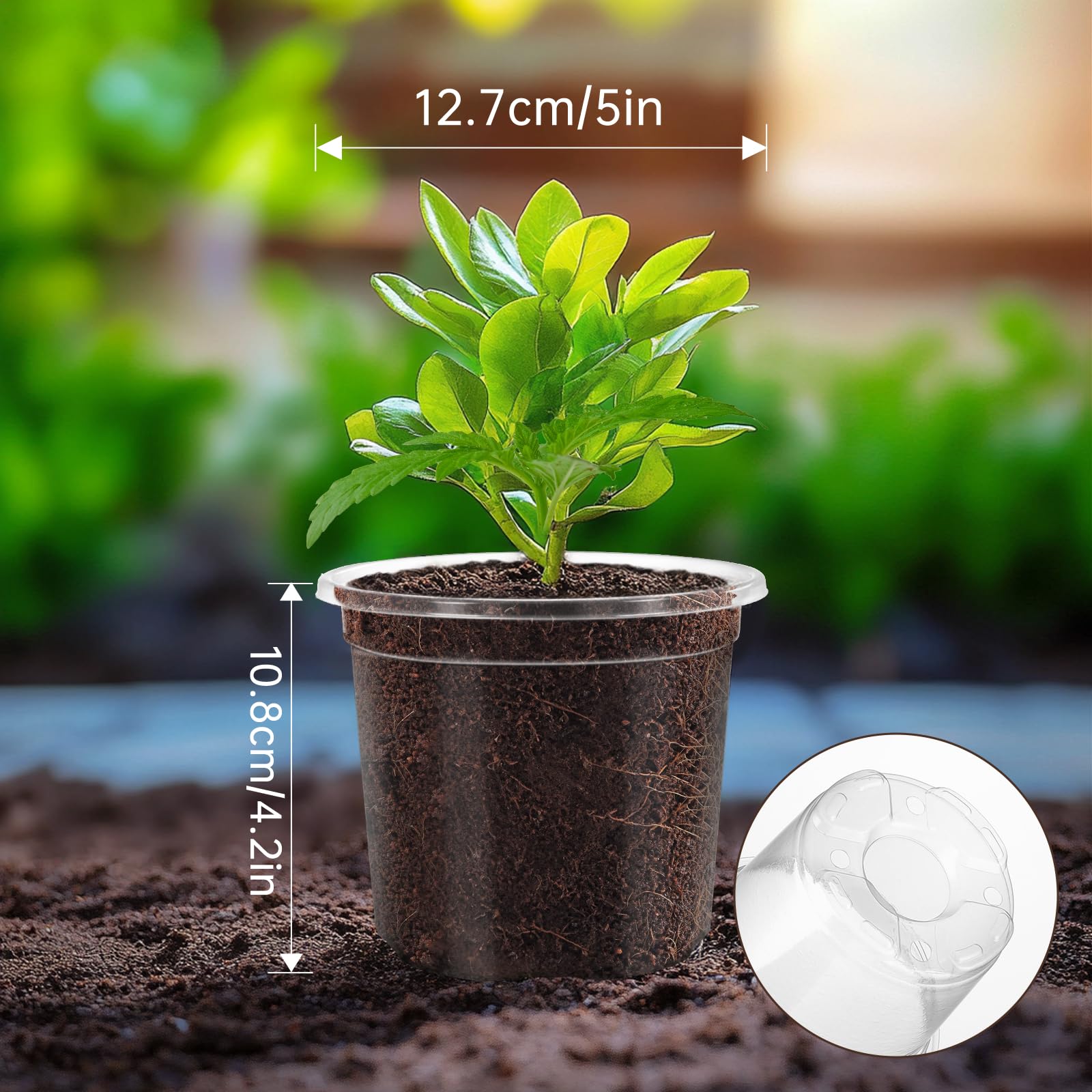 WandaQueen maceta en uso sobre mesa de cultivo mejora manejo y trasplante