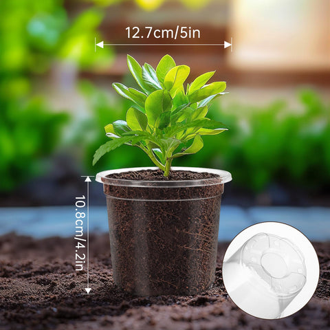 WandaQueen maceta en uso sobre mesa de cultivo mejora manejo y trasplante