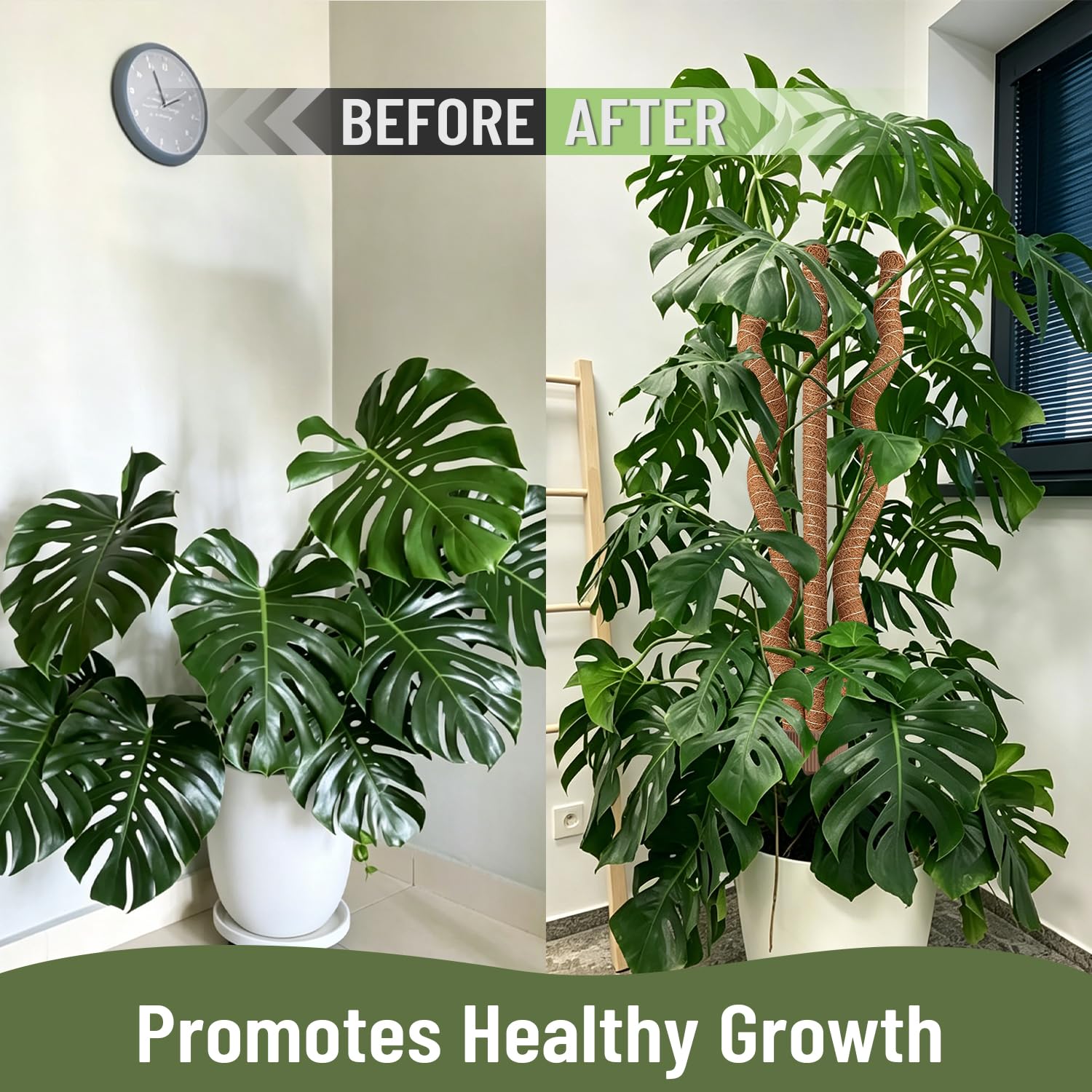 WANLINK poste en uso con monstera proporcionando sujeción vertical estable