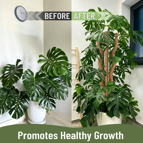 WANLINK poste en uso con monstera proporcionando sujeción vertical estable