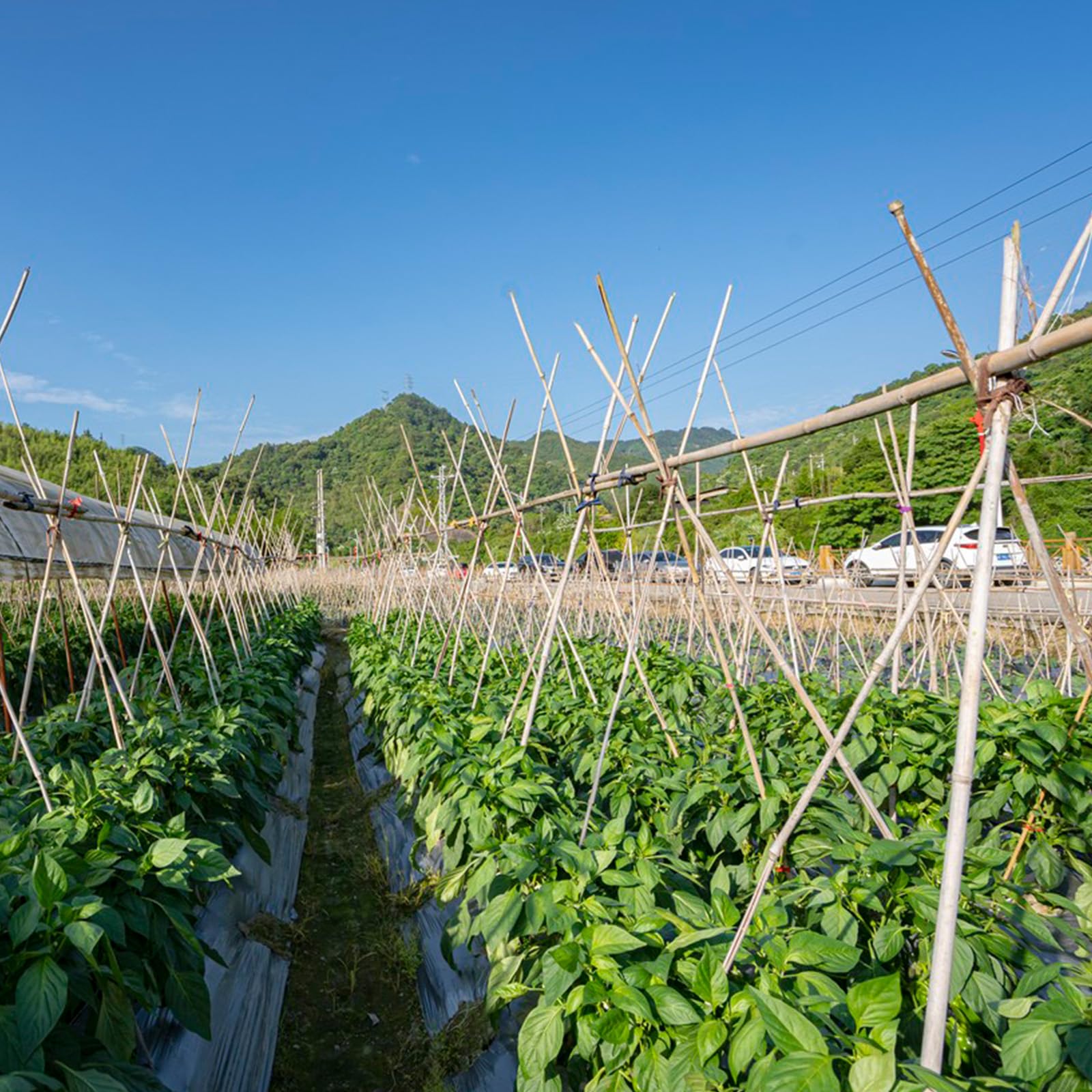 WDZZHOT estacas en jardín con plantas trepadoras mejorando ventilación