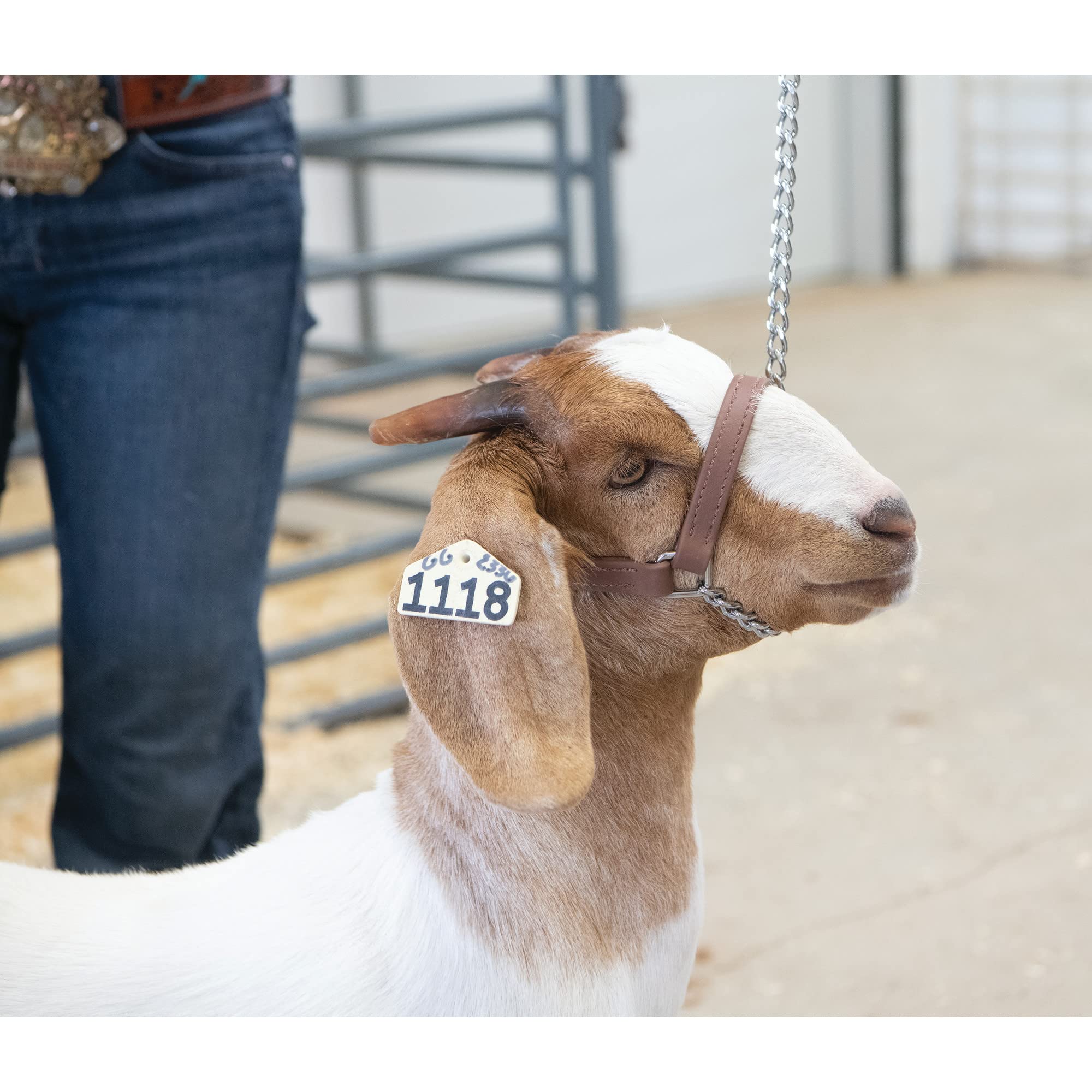 Weaver Livestock primer plano de la cinta Brahma Webb resistente y fácil de limpiar