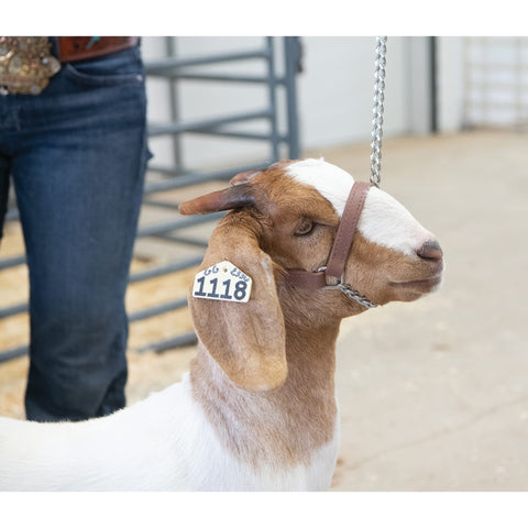 Weaver Livestock primer plano de la cinta Brahma Webb resistente y fácil de limpiar
