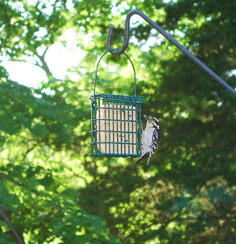 Wildlife Sciences pastilla colocada en comedero atrayendo aves y facilitando alimentación