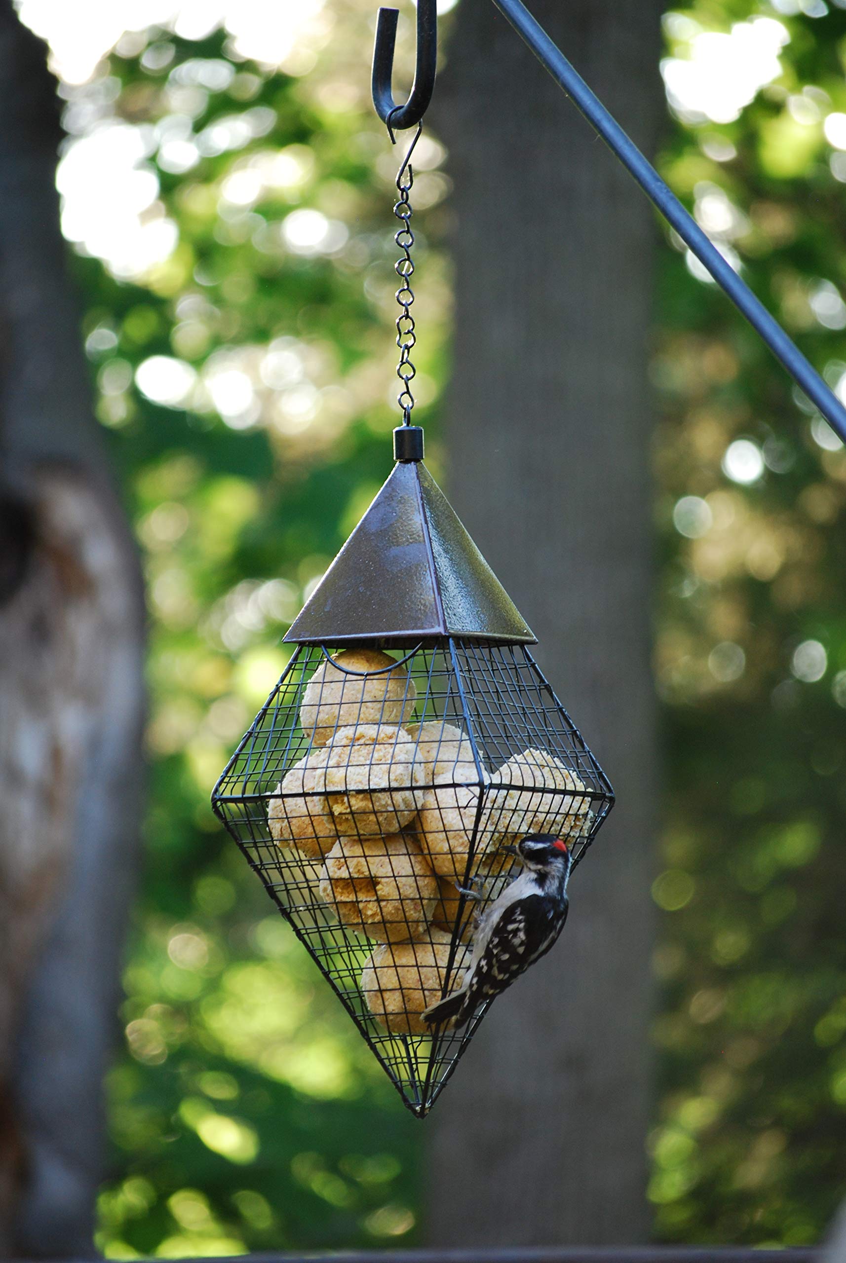 Wildlife Sciences bolas de sebo en jardín con aves, ideal para atraer pájaros silvestres