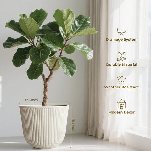 Worth comparación de tamaño junto a silla para referencia de escala