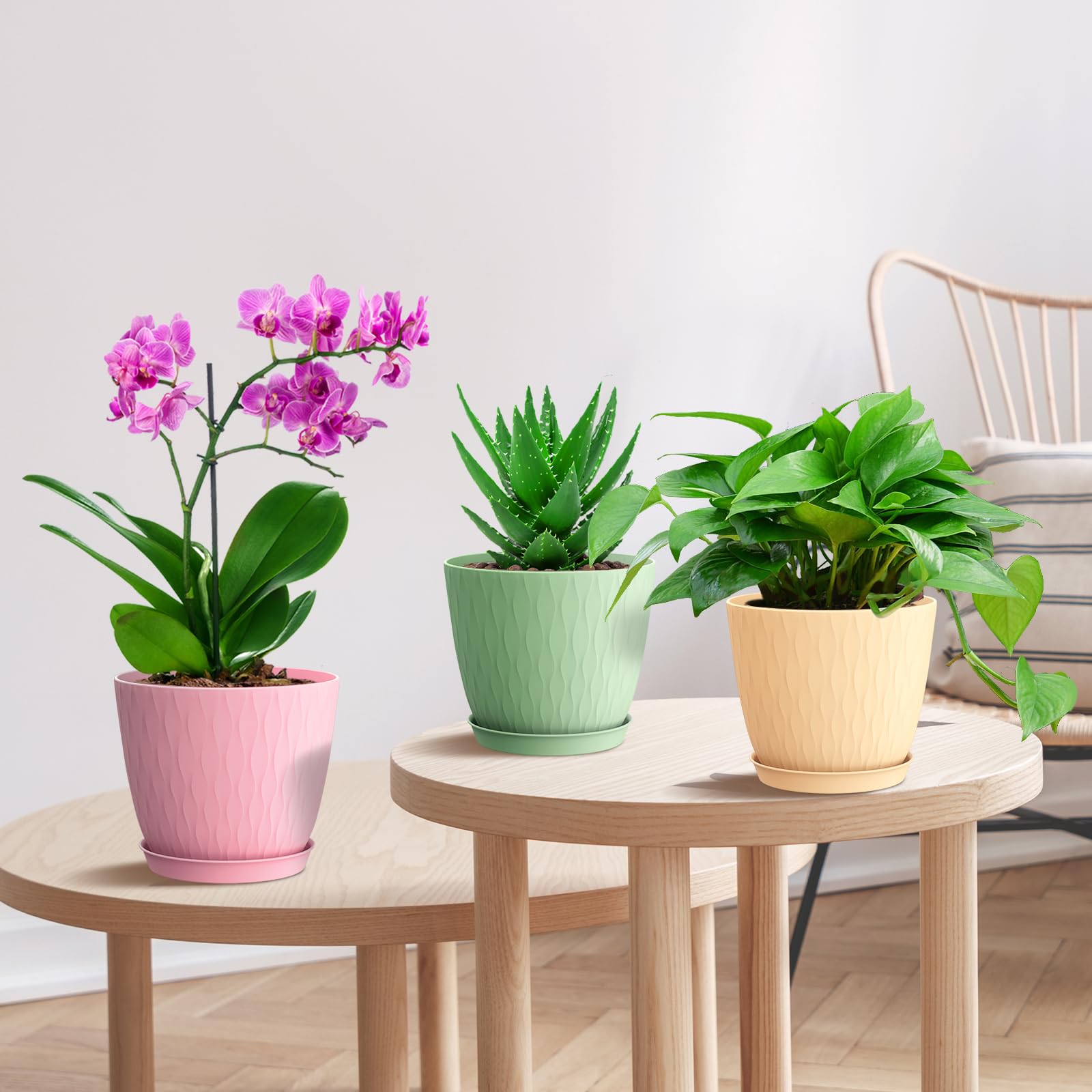WSMKSZ gama de colores con suculentas que resalta variedad