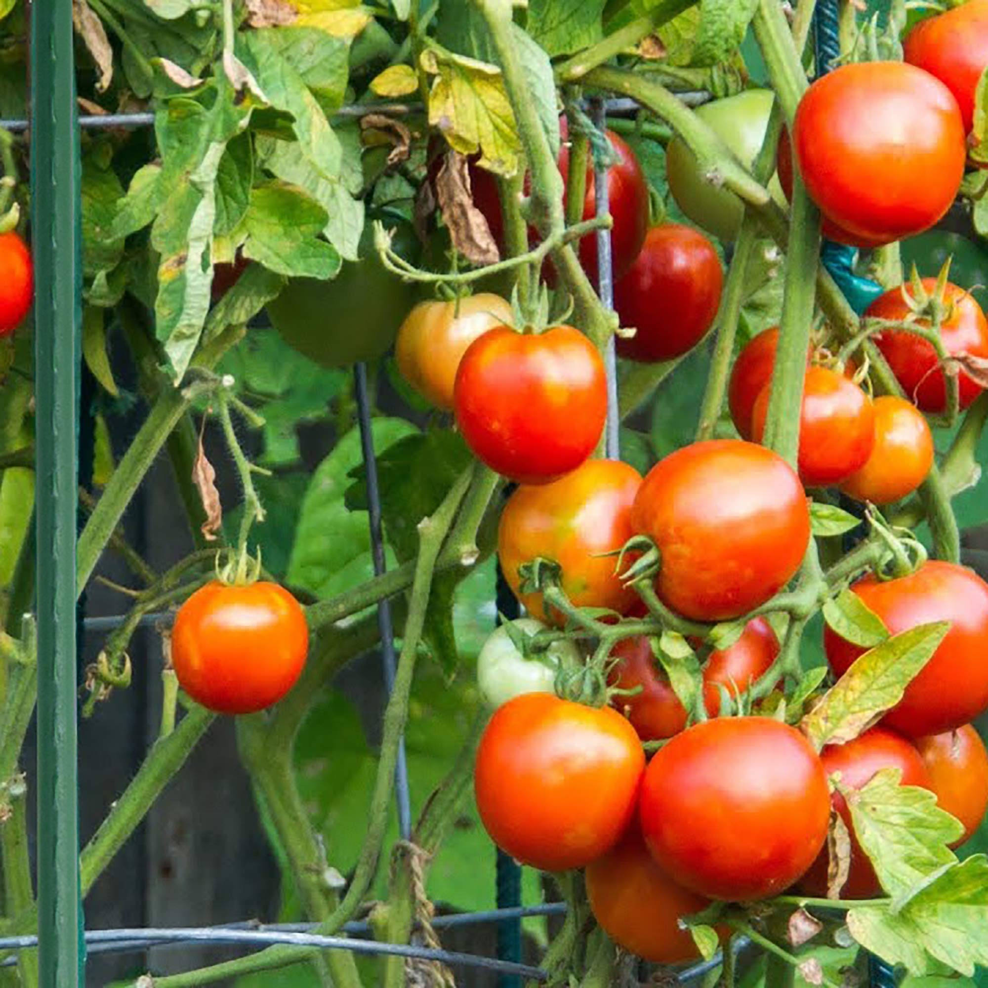 Xiny Tool estacas instaladas sosteniendo plantas de tomate saludables