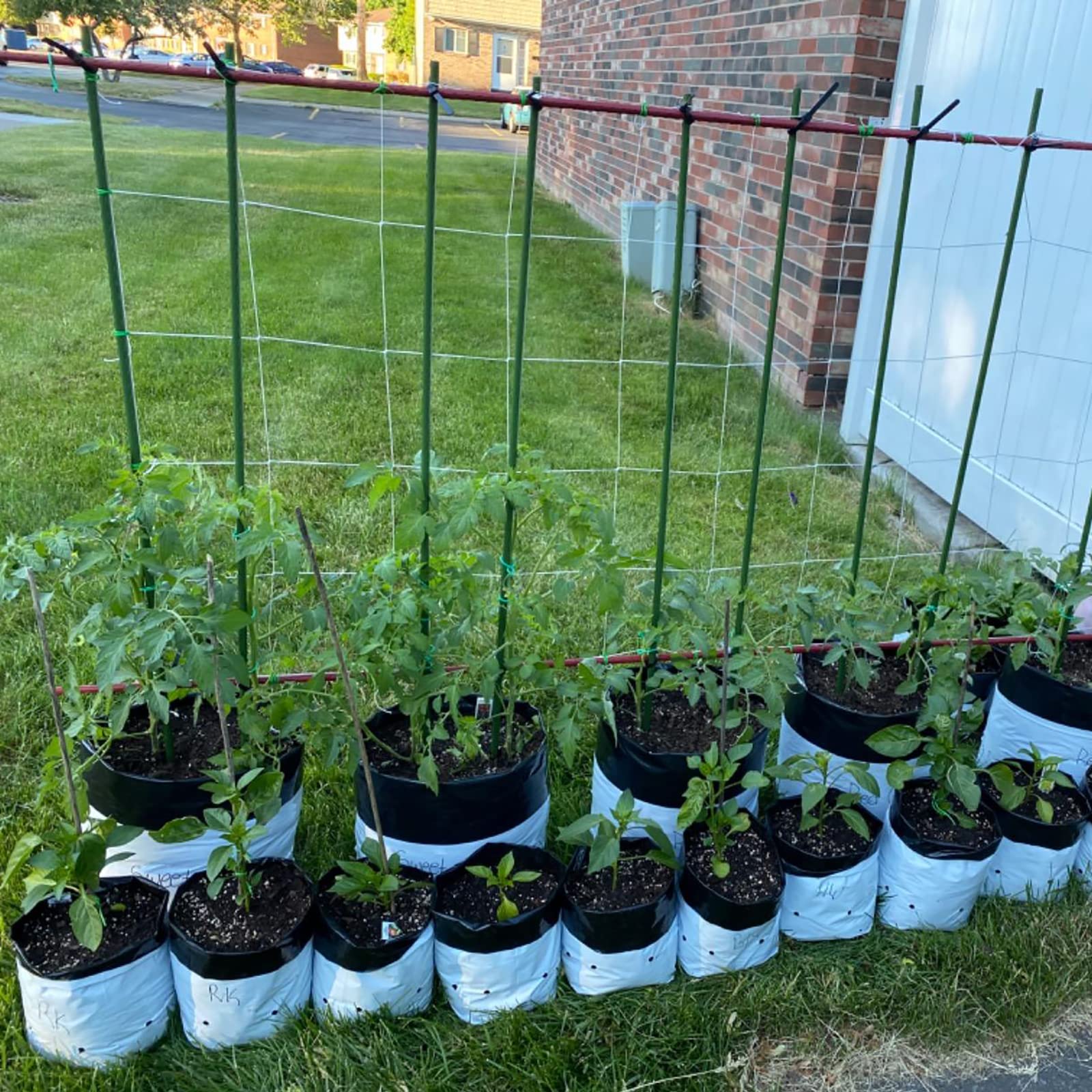 Xuwzenkl estacas en uso con tomates sosteniendo tallos y mejorando crecimiento