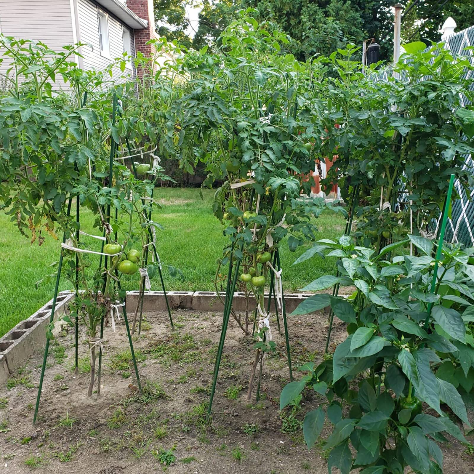 Xuwzenkl estacas sosteniendo plantas de tomate mejora ventilación