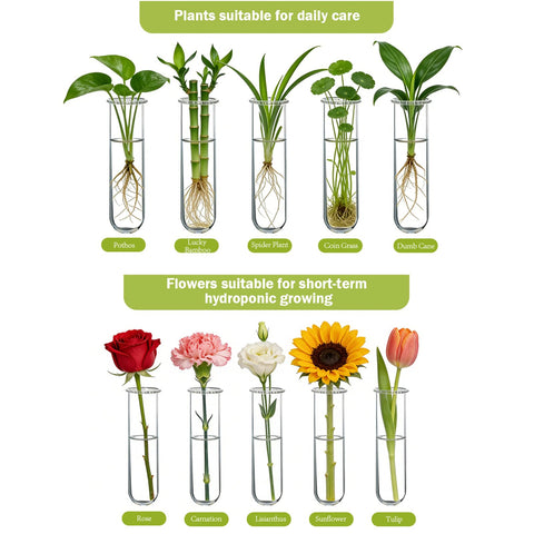 XXXFLOWER composición con esquejes mostrando propagación múltiple y orden