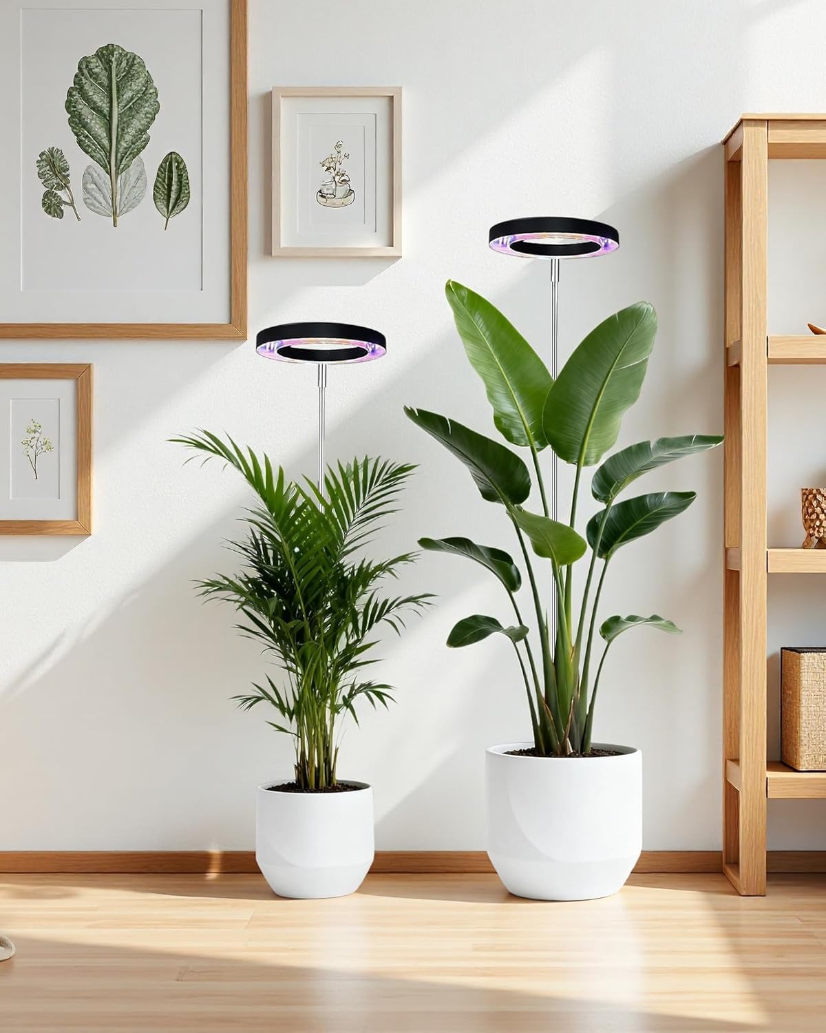 yadoker comparación de tamaño con una planta para ver escala real