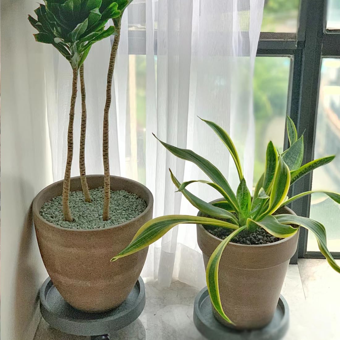 YISZM relleno en terrario con plantas, embellece y controla humedad