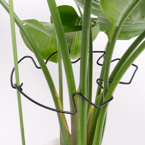 Yohsnor en ambiente interior realzando plantas decorativas
